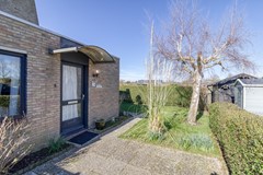 Lamsoor 3b Nieuwvliet-2.jpg